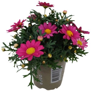 Złocień (Argyranthemum) don. 12 cm