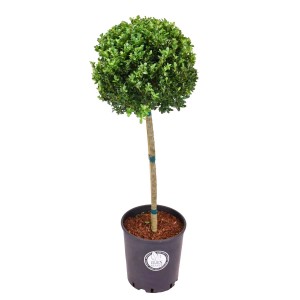 Ostrokrzew bukszpanowy zielony kula na pniu - wys. 50 cm