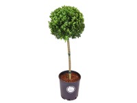 Ostrokrzew bukszpanowy zielony kula na pniu - wys. 50 cm