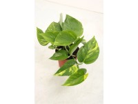 Epipremnum złociste (Epipremnum Aureum) don. 8,5 cm
