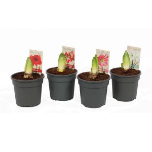 Cebulki amarylisa w doniczkach, różne kolory, kategoria: Rośliny cebulowe.