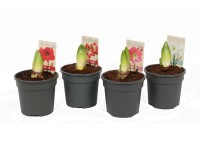 Zwartnica (Hippeastrum) 1-cebulka