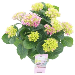 Hortensja ogrodowa (Hydrangea macrophylla Magical) don. 20 cm