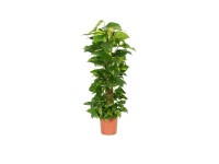 Epipremnum złociste (Epipremnum aureum)