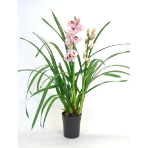 Różowa orchidea w doniczce. Dekoracyjna roślina doniczkowa do Twojego domu.