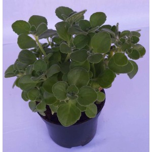 Zioło kulinarne t.b.t. w doniczce, zielone liście.