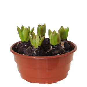 Cebulki hiacyntów w doniczce, tuż przed kwitnieniem. Rośliny cebulkowe i bulwiaste.