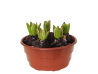 Hiacynt - don. 17 cm