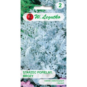 Opakowanie nasion starca popielnego. Ozdobne, srebrne liście.