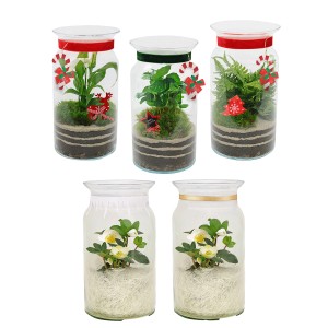 Rośliny w szklanym słoju mix - śr. 15 cm