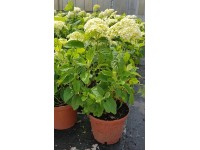 Hortensja wielkokwiatowa (Hydrangea Annabelle) mix don. 23 cm