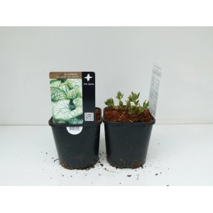 Dwie rośliny t.b.t. w czarnych doniczkach. Roślina kwitnąca do ogrodu i na balkon.