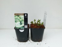 Brunnera Sea Heart wys. 40cm don. 17cm