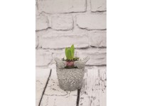 Kompozycja wodopój dla ptaków