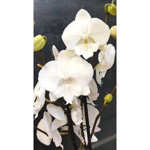 Biała orchidea z kwiatami i pąkami. Elegancka roślina doniczkowa.