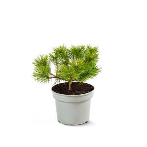 Mała zielona sosna Sosna w doniczce.