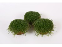 Soleirolia Helexine green wys. 15-20cm