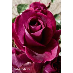 Zbliżenie ciemnoczerwonej róży rabatowej. Elegancki kształt kwiatu, aksamitna tekstura.