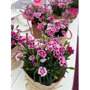 Goździk Pink Kisses® w doniczce, różowo-fioletowe kwiaty na balkon i do ogrodu.