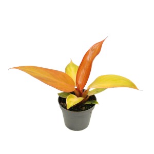 Filodendron (Philodendron Red Sun) - don. 6 cm