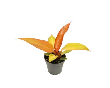 plant wandering jew purple Succulent Tradescantia padillia Pale Puma Wandering Jew