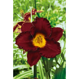 Liliowiec (Hemerocallis Black Magic) 1 szt.
