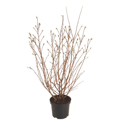 Magnolia Stellata (Soulangeana Magnolia sp.) - don. 26 cm