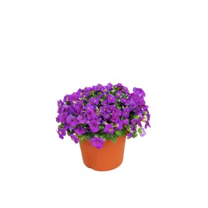 t.b.t. w doniczce: Kwitnąca roślina z fioletowymi kwiatami, idealna na rabaty i balkony.