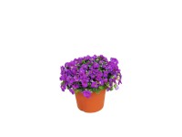 Byliny wiosenne mix - don. 13 cm