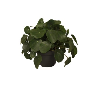 Pilea Peperomioides (pieniążek) w doniczce, zielona roślina doniczkowa.