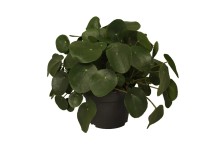 Pilea peperomioides wys. 30-38cm