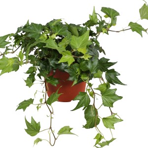 Zielony bluszcz (Hedera helix) w doniczce, roślina doniczkowa do domu i ogrodu.