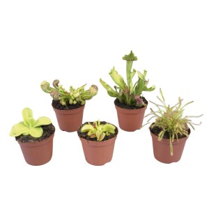 Mieszanka roślin mięsożernych w doniczce, ok. 9 cm Ø: Różne gatunki w zestawie.