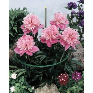 Regulowany pierścień podtrzymujący rośliny, zestaw 3 sztuk, otaczający różowe piwonie w ogrodzie.