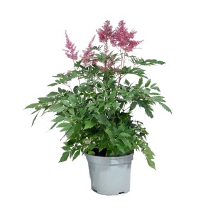 Tawułka (Astilbe) XXL don. 21 cm