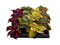 Coleus mix
