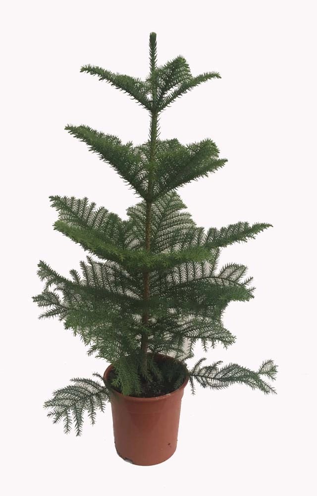 Araukaria (Araucaria Hetero phylla) don. 21 cm kupuj w OBI