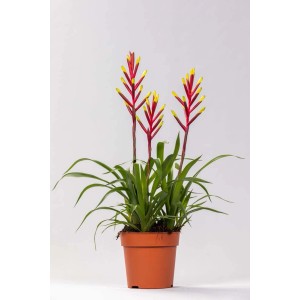 Kwitnąca roślina t.b.t. w doniczce z czerwonymi i żółtymi kwiatami.