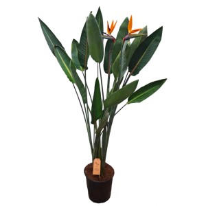 Duża strelicja (Rajski ptak) w doniczce, roślina doniczkowa