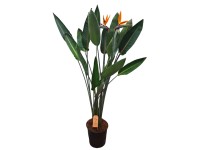 Strelicja Królewska (Strelitzia Reginae) wys. 150 cm, don. 27 cm