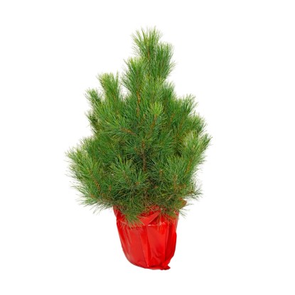 Sosna Limba, wys. 60-80 cm, don. C7,5