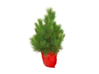Sosna Limba, wys. 60-80 cm, don. C7,5