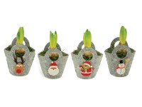 Kompozycja Hiacynt osłonka świąteczna don.9cm