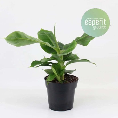 Bananowiec (Oriental Dwarf) - don. 17cm