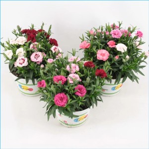 Trzy kwitnące rośliny t.b.t. w doniczkach z kolorowymi kwiatami (różowe, czerwone, białe).