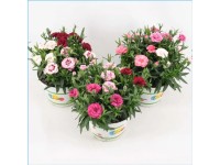 Dianthus Trixi Oscar - wys. 20 - 25 cm