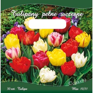 Opakowanie cebulek tulipanów pełnych z czerwonymi, żółtymi i białymi kwiatami.