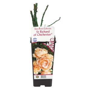 Beżowa róża rabatowa 't.b.t.' w doniczce, zbliżenie.