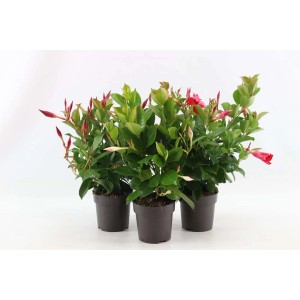 Trzy rośliny t.b.t. (Rośliny duże) z czerwonymi kwiatami w brązowych doniczkach.