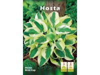 Funkia (Hosta Brim Cup) - 1 szt.